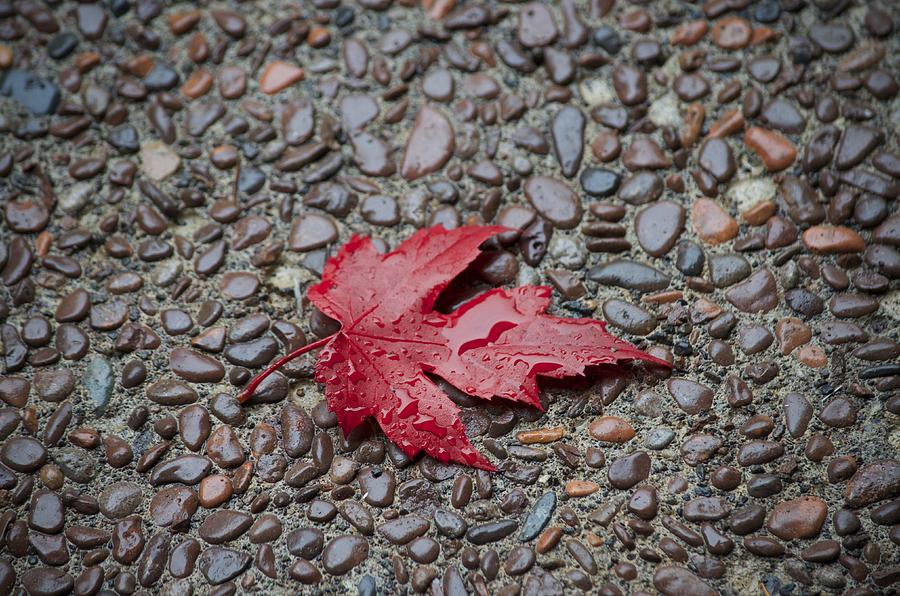 Fall Photograph - Simplicity in Nature by Hella Buchheim