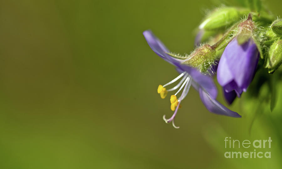 Purple Flower Photograph - Simplicity by Liz Alderdice
