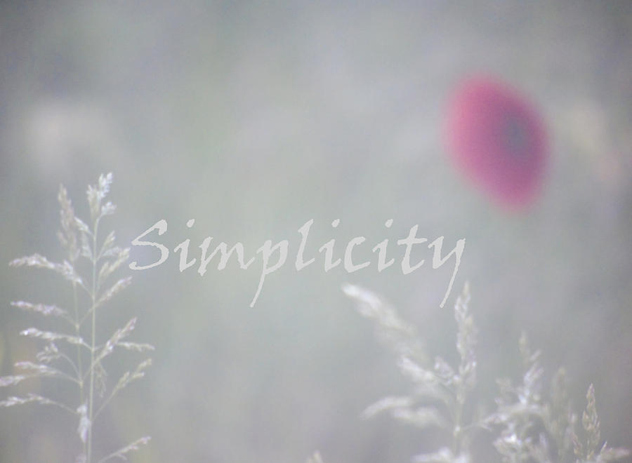Simplicity Misty Poppy Photograph by Barbara St Jean