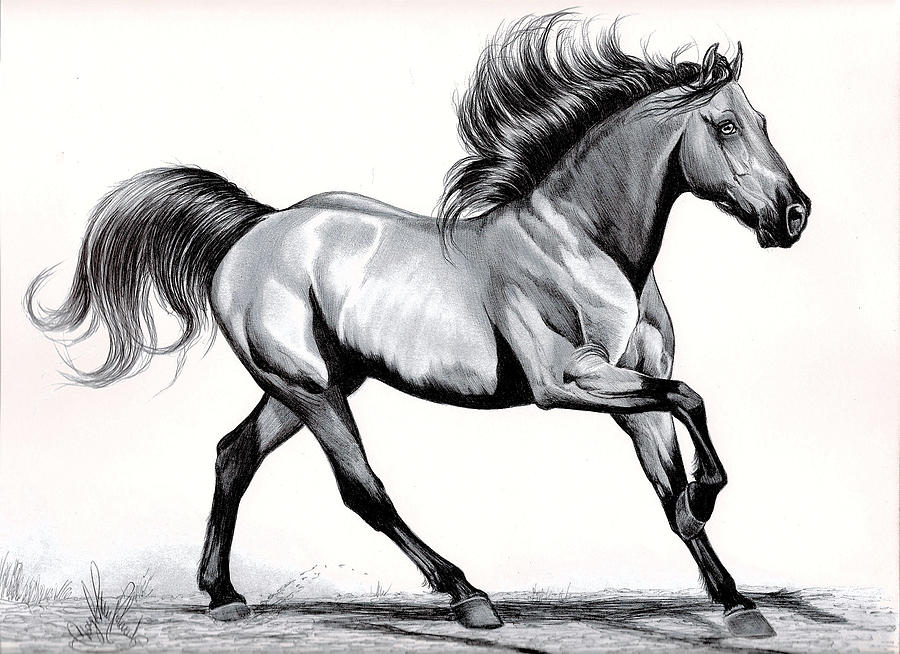 Simplicity of Loping Drawing by Cheryl Poland - Fine Art America