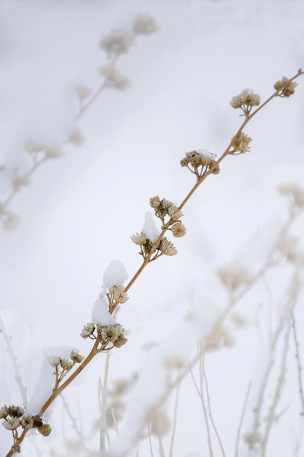 Simplicity of Winter Photograph by Susan Warren