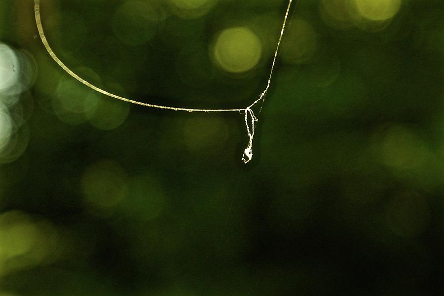 Simplicity Spider String Photograph by Blair Seitz