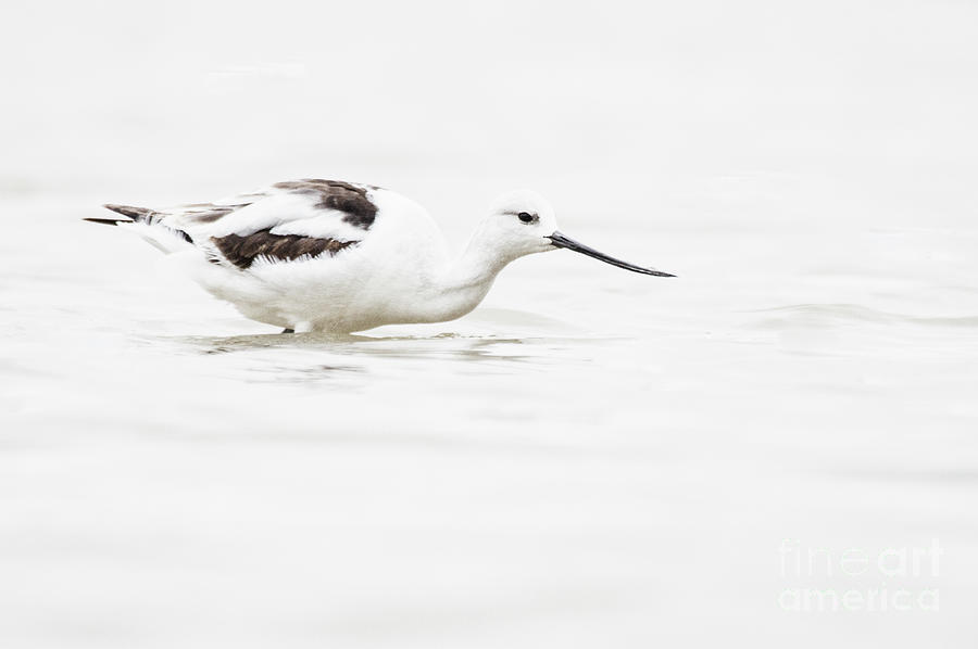 Simplicity the American Avocet way Photograph by Ruth Jolly
