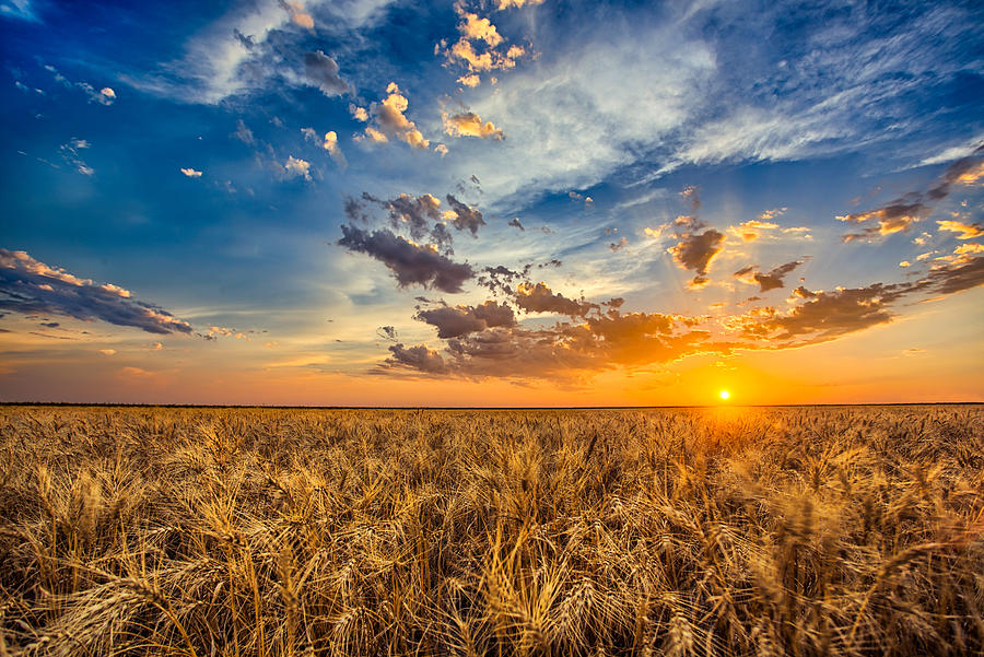 Wheat Photograph - Simplicity by Thomas Zimmerman