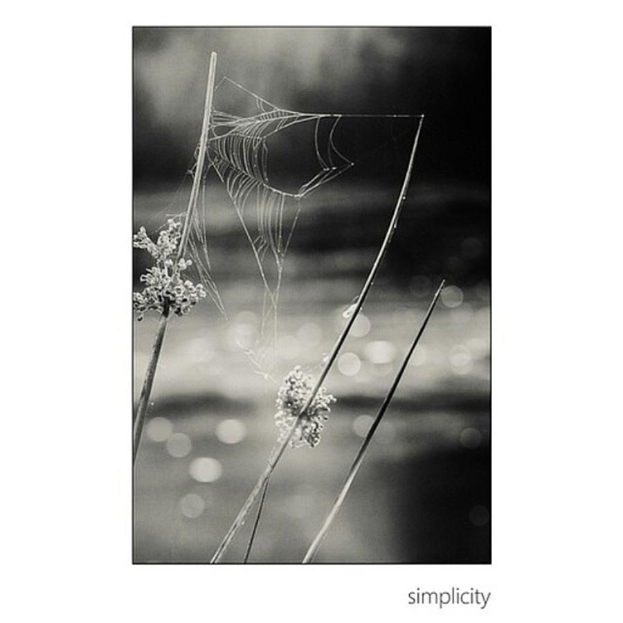 Nature Photograph - *simplicity Von Mandy Tabatt Auf by Mandy Tabatt