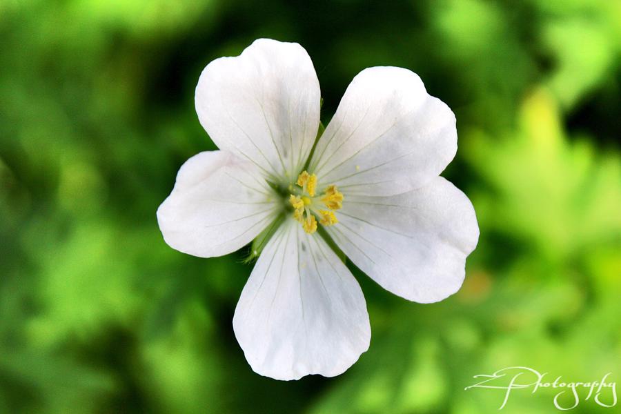 Flower Photograph - Simplicity by Z Photography