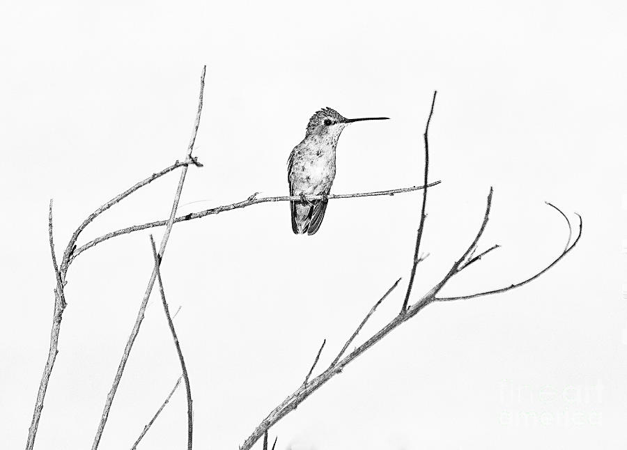 Simply a hummingbird Photograph by Ruth Jolly