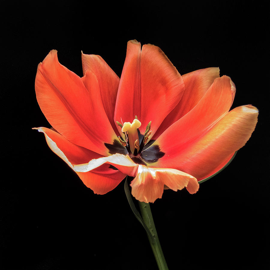 Simply a Tulip Photograph by Winnie Chrzanowski