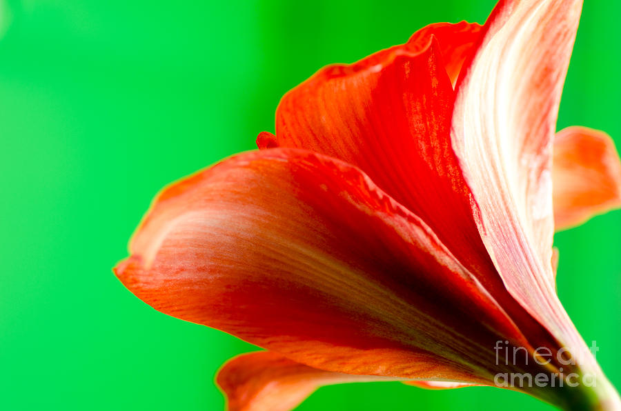 Simply Amaryllis Red Amaryllis Flower On A Green Background Photograph
