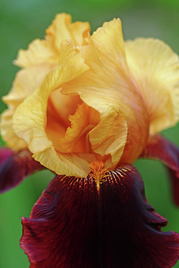 Iris Photograph - Simply Beautiful by Debbie Oppermann