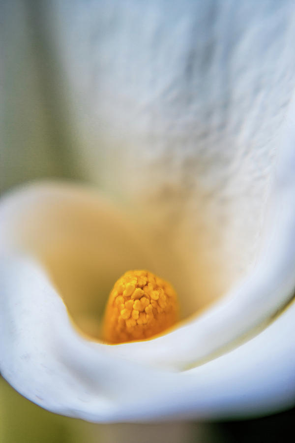 Lily Photograph - Simply Beautiful by Scott Campbell