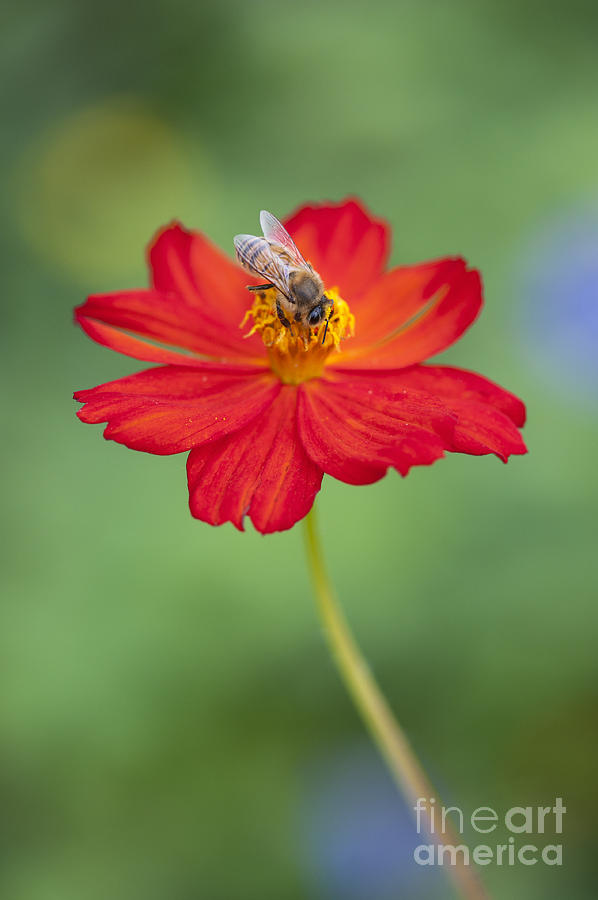 Flower Photograph - Simply Bee by Tim Gainey
