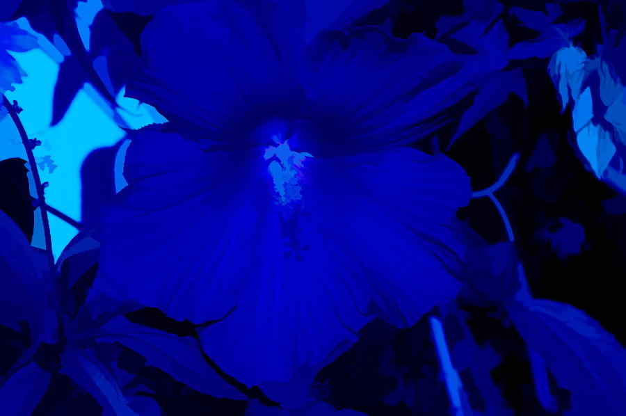 Simply Blue Hibiscus Photograph by Aimee L Maher ALM GALLERY
