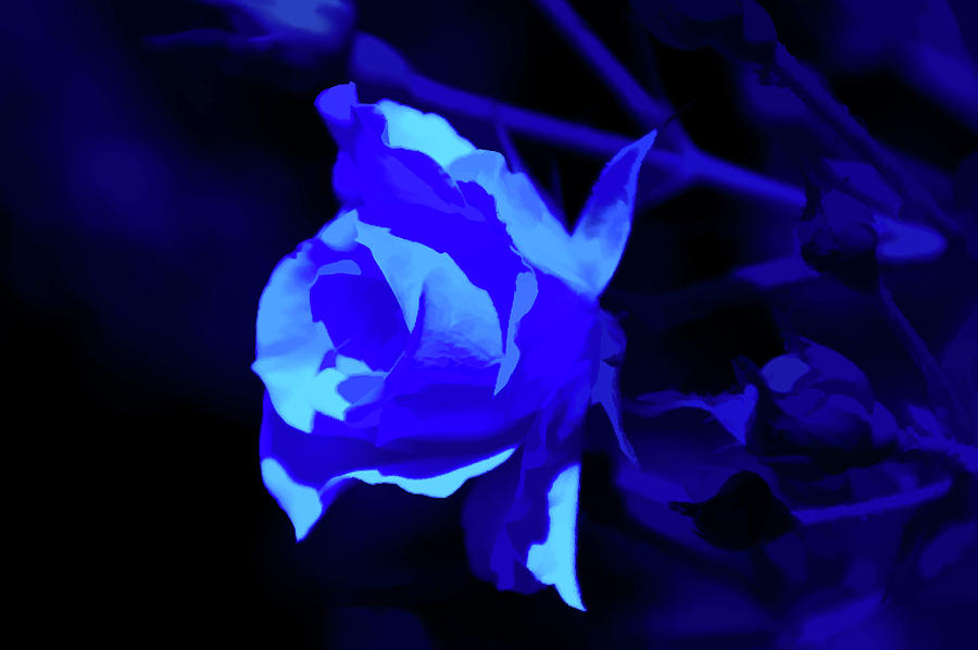 Simply Blue Rose Close Up Photograph by Aimee L Maher ALM GALLERY