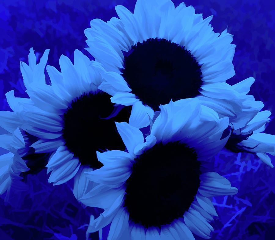 Simply Blue Sunflower Bouquet Photograph by Aimee L Maher ALM GALLERY