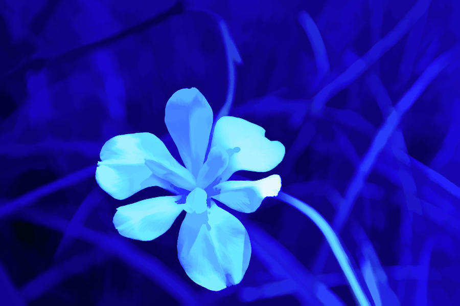 Simply Blue White Petals Photograph