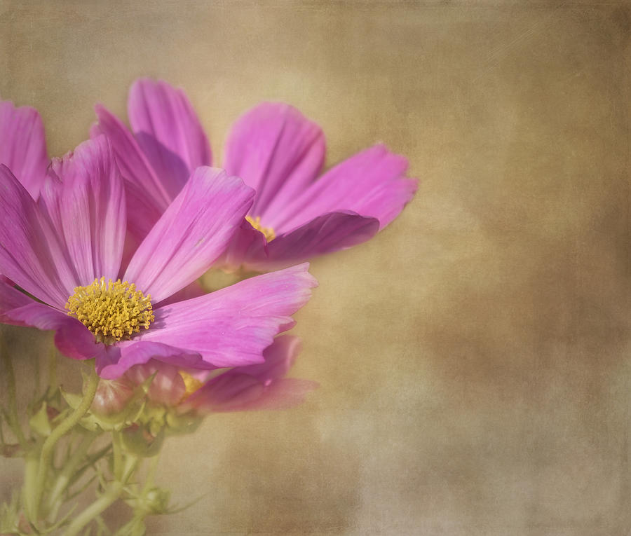 Flower Photograph - Simply Cosmos by Kim Hojnacki