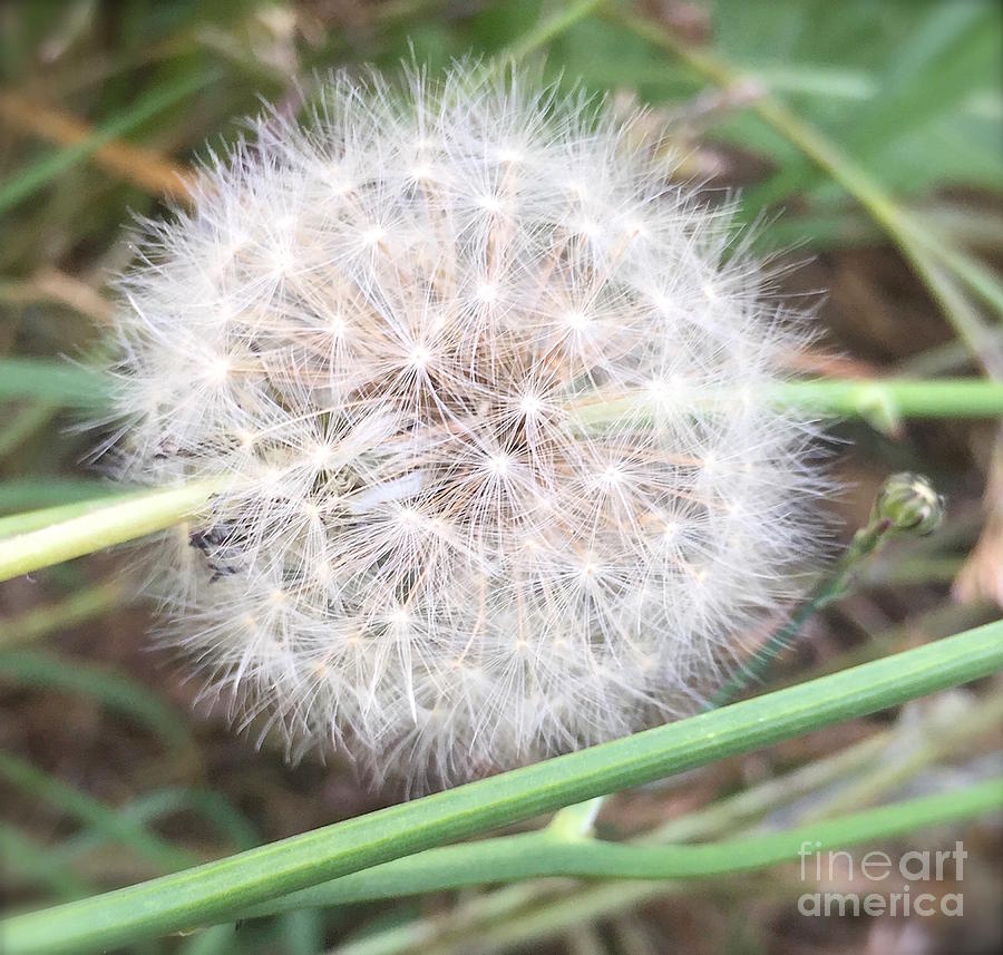 Simply Dandelion seed  Photograph by Wonju Hulse