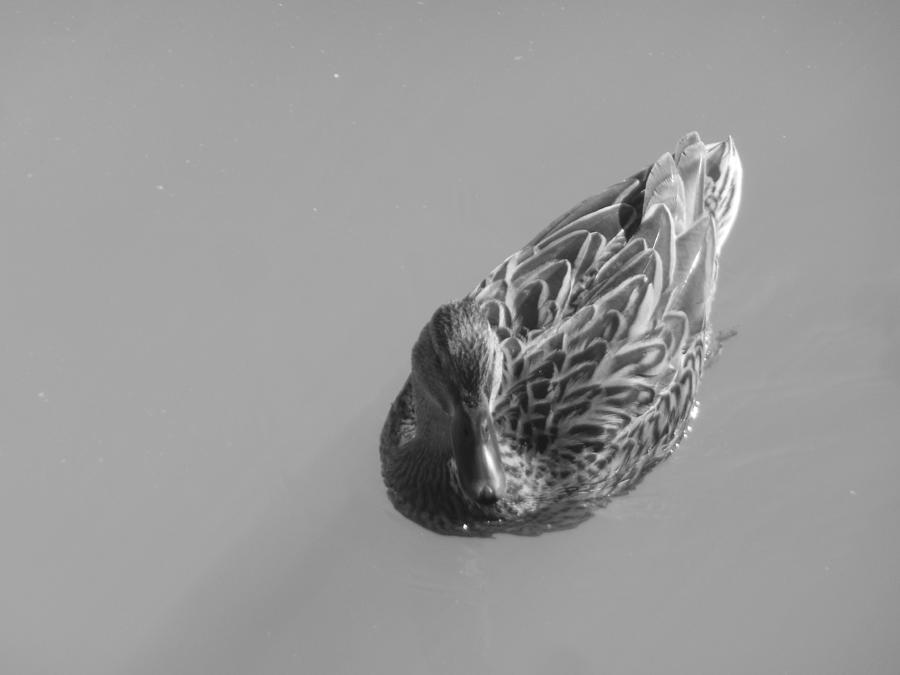 Simply Duck Photograph by Esther Newman-Cohen