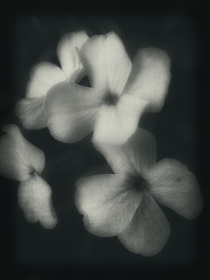 Black And White Photograph - Simply Floral by Rhonda Barrett