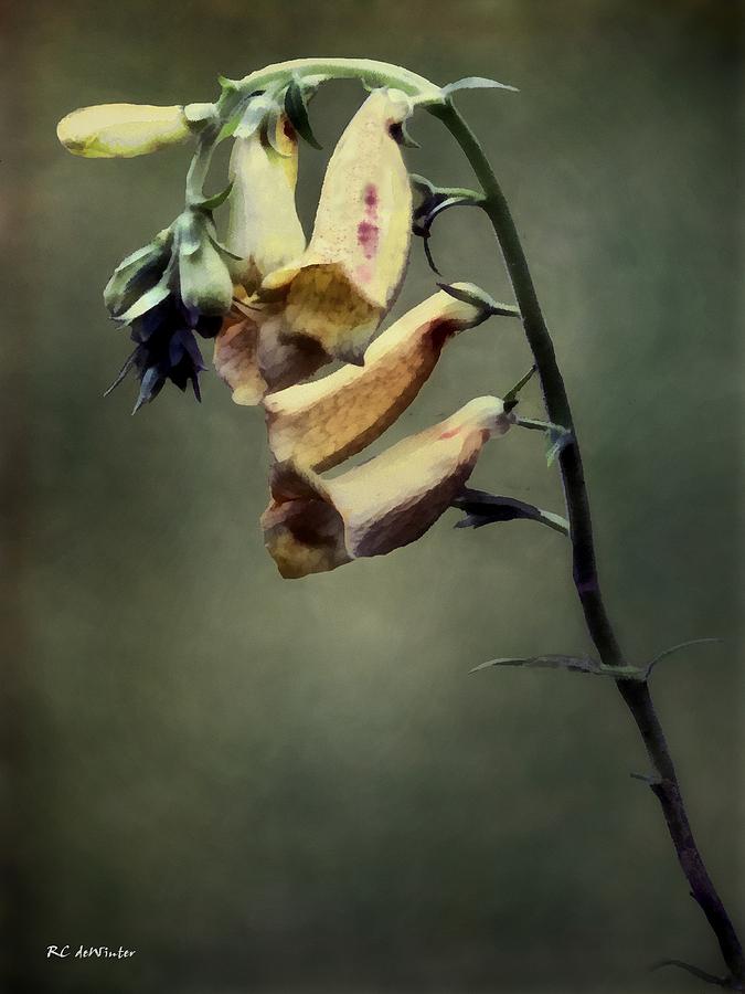 Simply Foxglove Painting by RC DeWinter