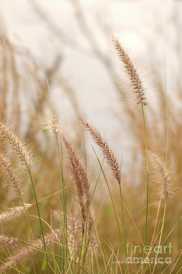 Simply Grass Photograph by Vicki Ferrari