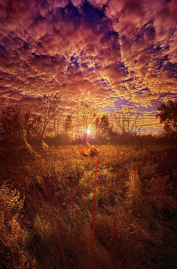 Simply Made Photograph by Phil Koch