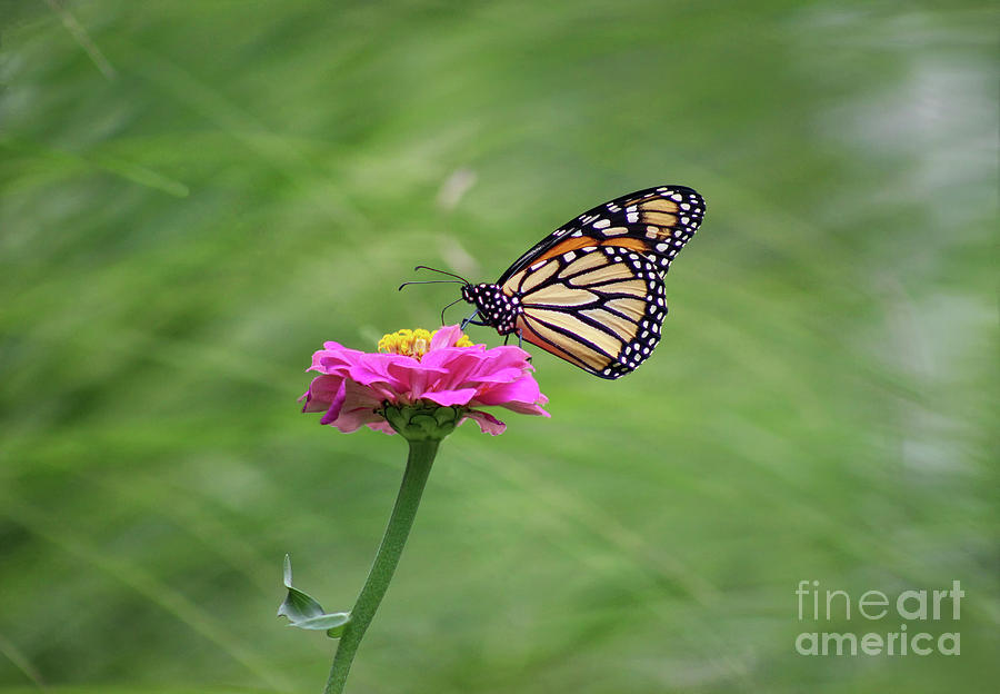 Simply Monarch Photograph by Karen Adams