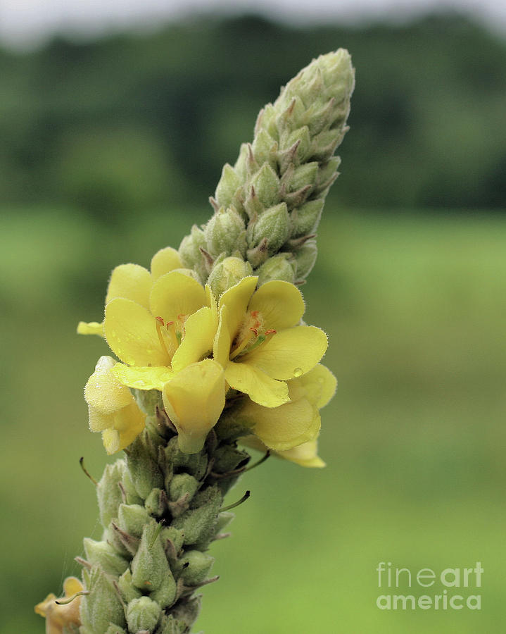 Simply Mullein Photograph by Smilin Eyes Treasures