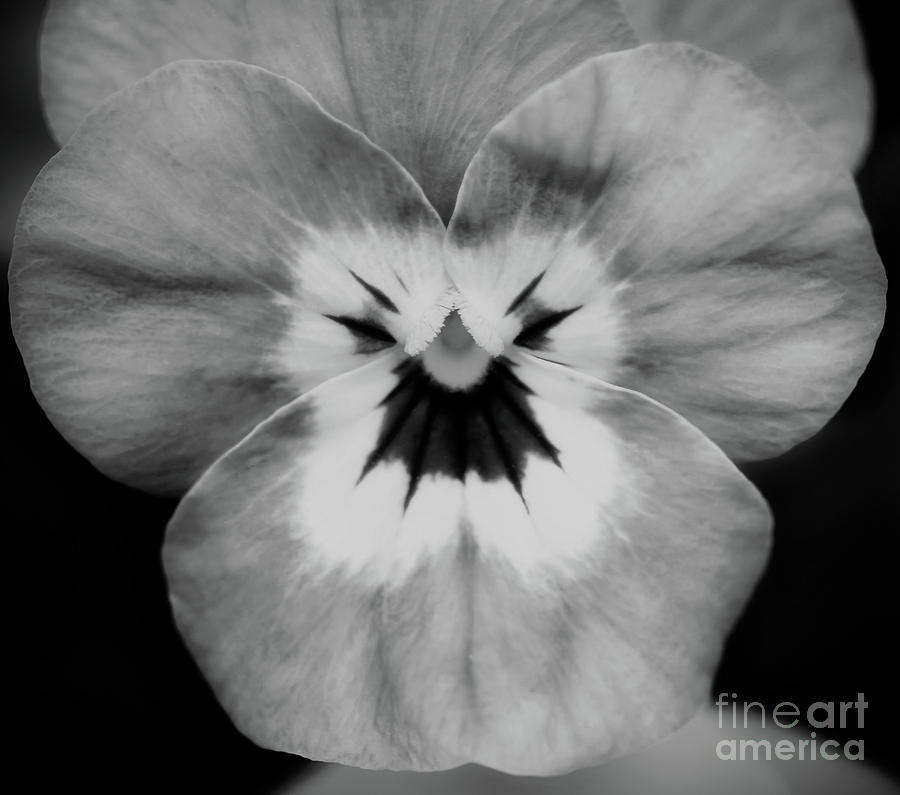 Black And White Photograph - Simply Pansy by Karen Adams