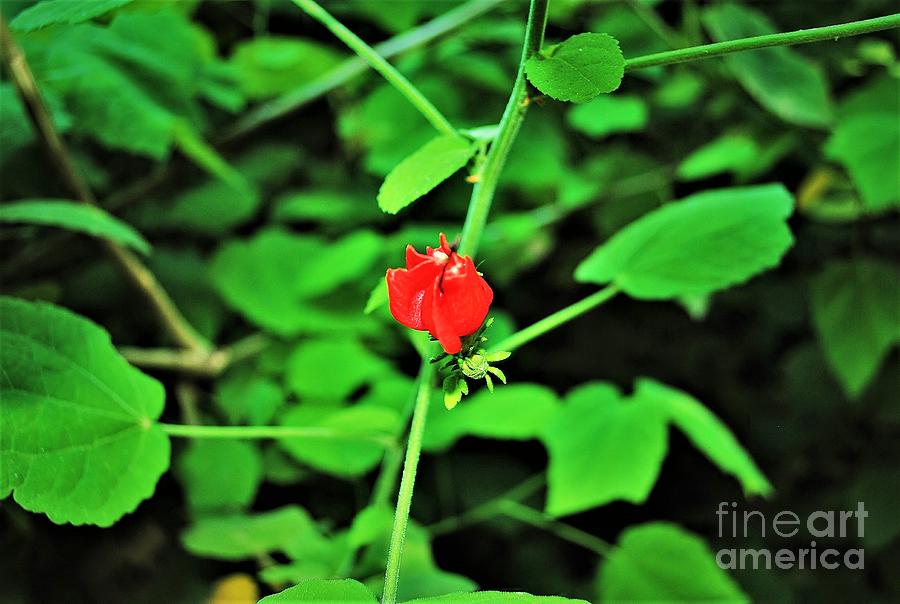 Flower Photograph - Simply Red by Huberto Ramirez