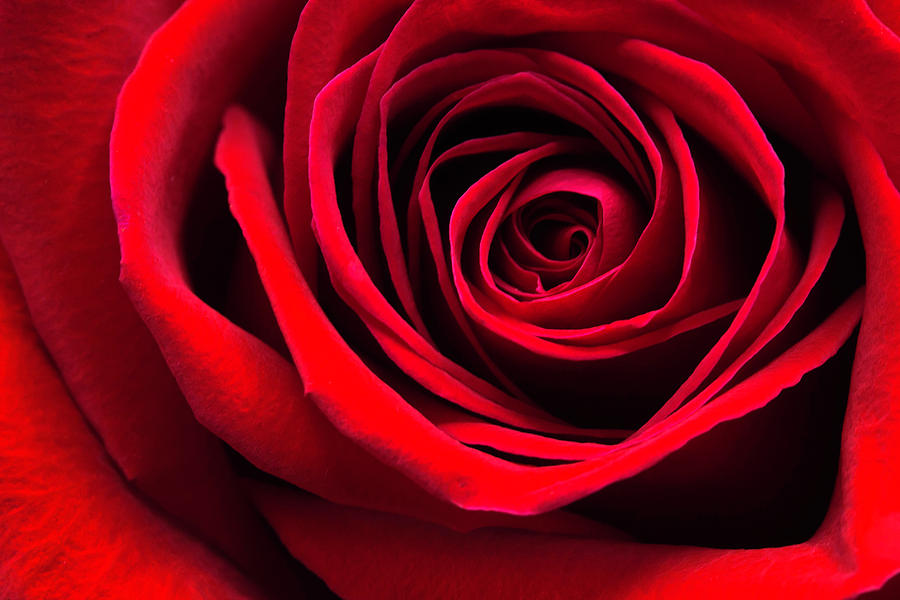 Simply A Red Rose Photograph by Cindi Ressler