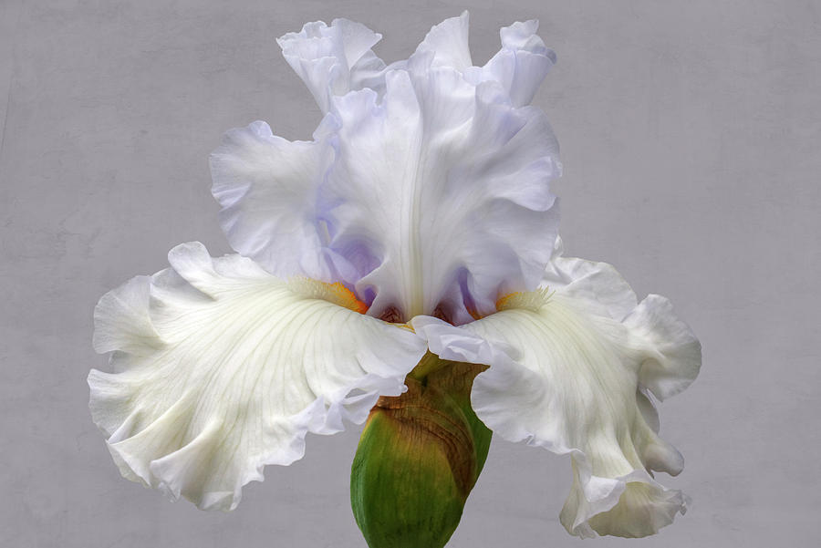 Iris Photograph - Simply Sensational 0818 by Kristina Rinell