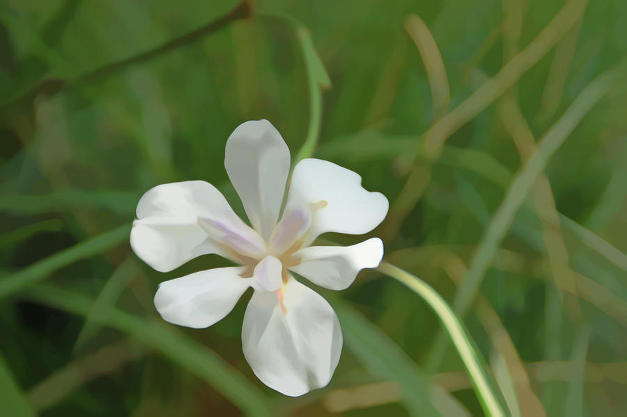 Simply Soft White Petals Photograph