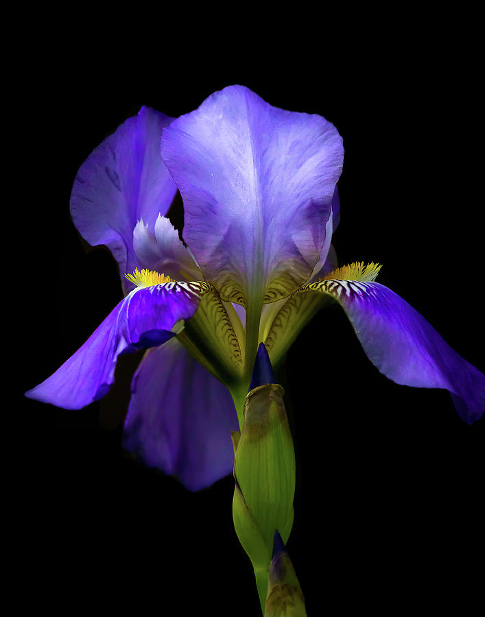 Iris Photograph - Simply Stunning by Penny Meyers