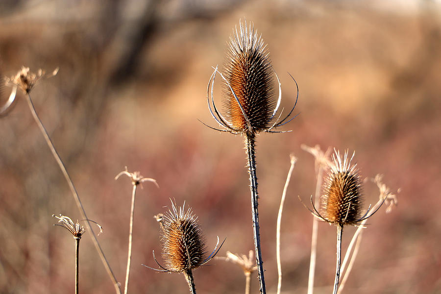 Simply Thistle by Rick Morgan Simply Thistle by Rick Morgan