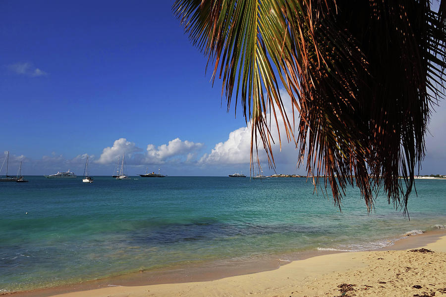 Simpson Bay Palm Tree Caribbean St Martin Photograph by Toby McGuire