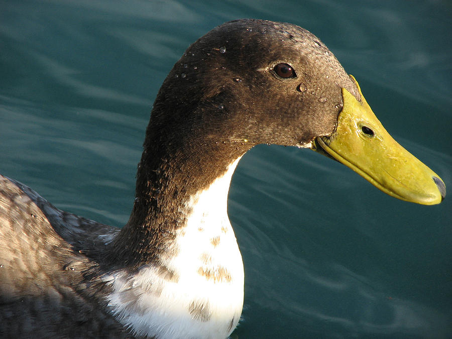 Duck Photograph - Sincere Glare by Unlimited Earth