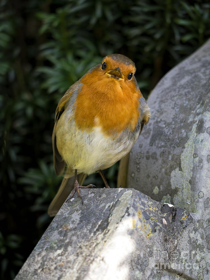 Robin Photograph - Sing for his supper by Gillian Singleton