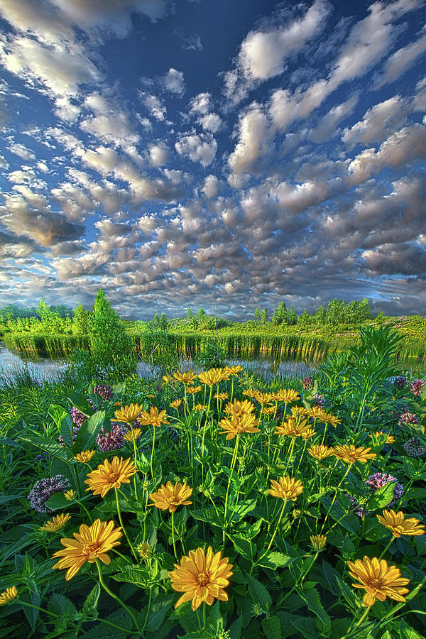 Summer Photograph - Sing For The Day by Phil Koch