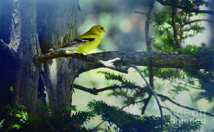 Sing Little Yellow Bird Photograph by Elaine Manley