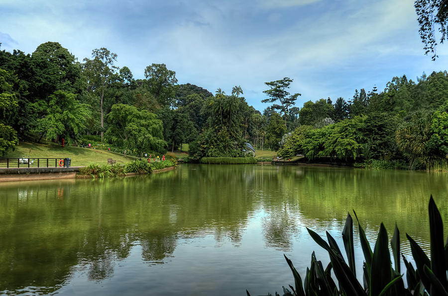 Singapore Botanical Gardens Photograph by Nisah Cheatham