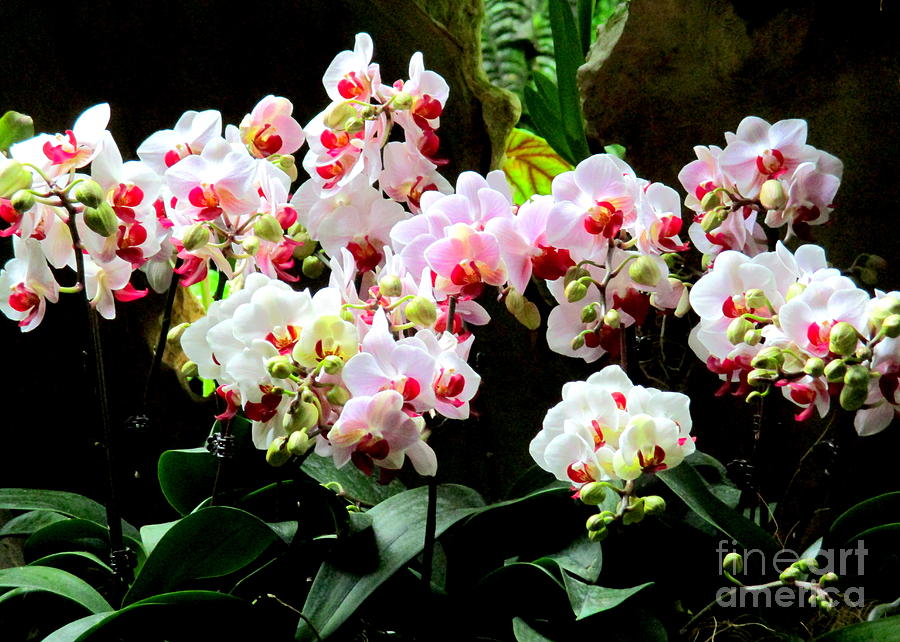 Singapore Orchid 3 Photograph by Randall Weidner
