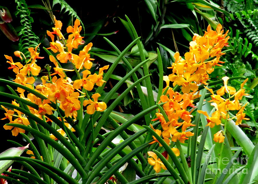 Singapore Orchid 4 Photograph by Randall Weidner