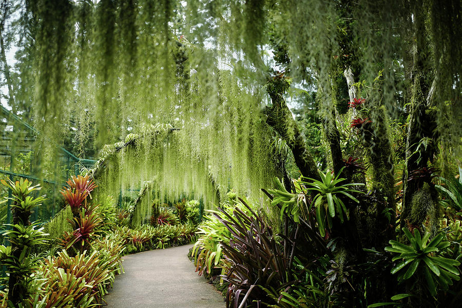 Singapore Orchid Garden Photograph by Jocelyn Kahawai