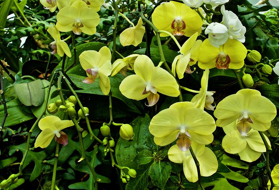 Orchid Photograph - SingaporeBotanicalE by David Kaufman