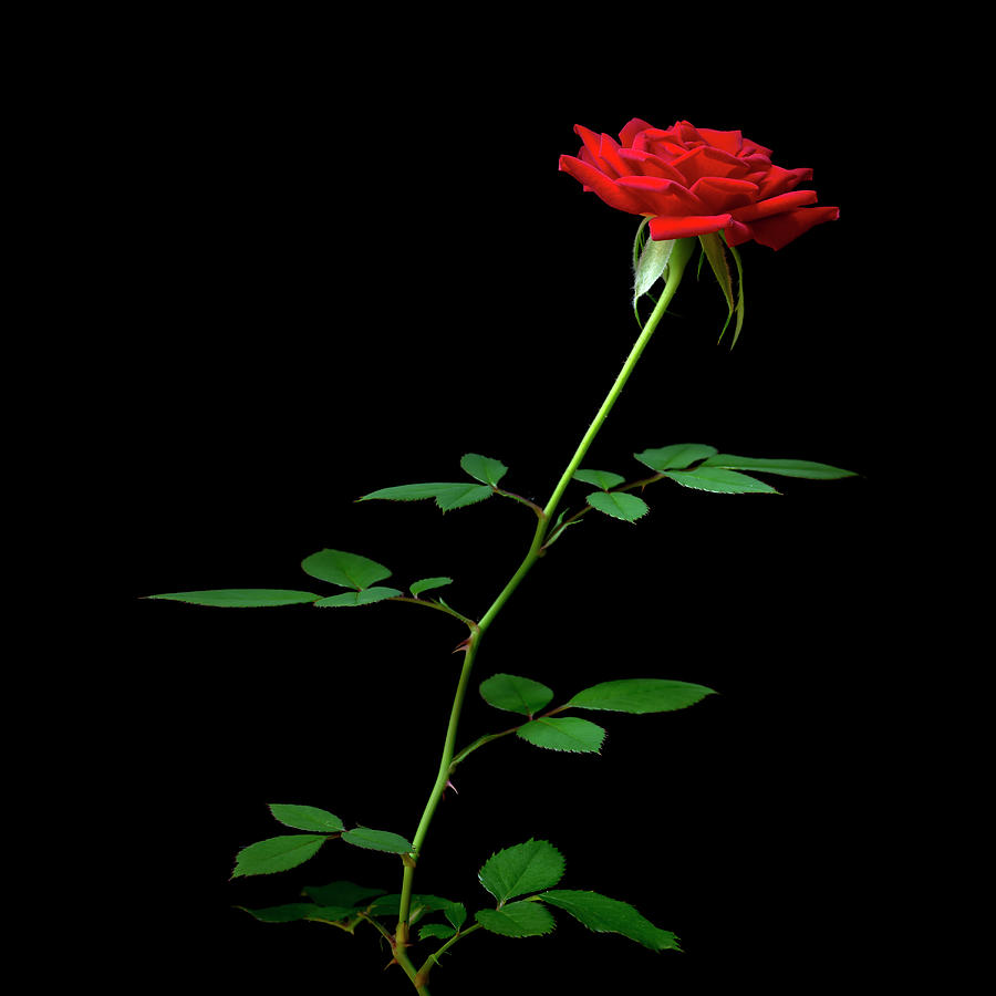 Singe Red Rose Photograph by Christopher Johnson