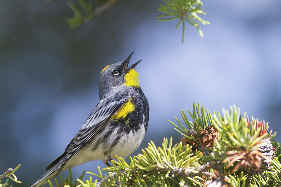 Singing Audubons Warbler Photograph by Mark Miller