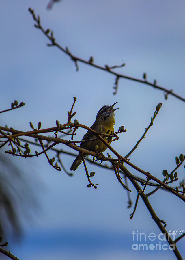 Singing Bird Photograph by Roberta Byram