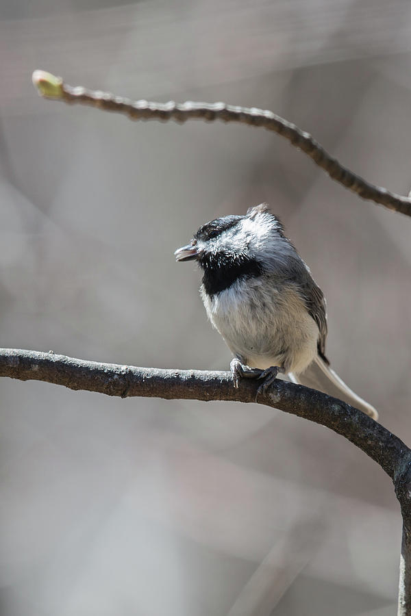 Singing Black-capped Chickadee with Seed Photograph by John Haldane